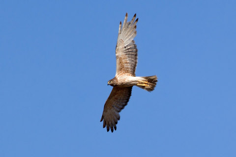 Swamp Harrier (Circus approximans)